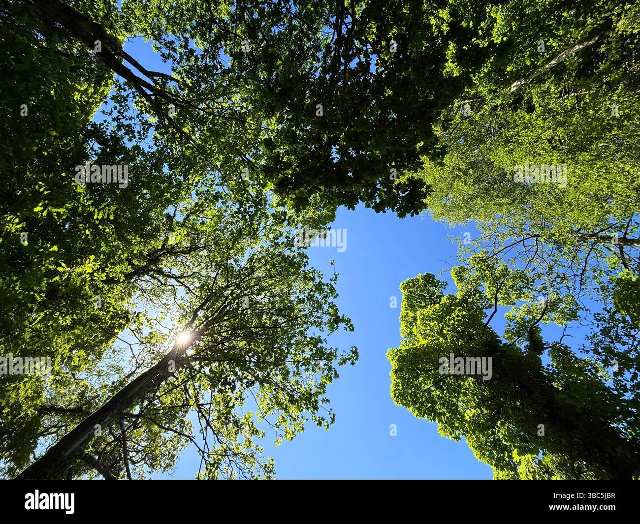 Looking up at trees in spring bloom at Yarrow Valley Country Park in Chorley, Lancashire - Smartphone Captured Stock Image