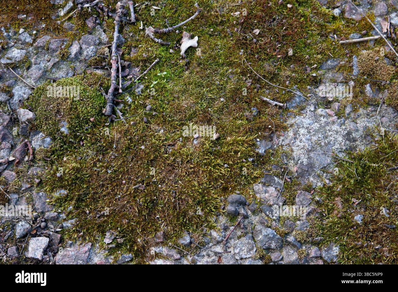 green moss on granite stones Stock Photo