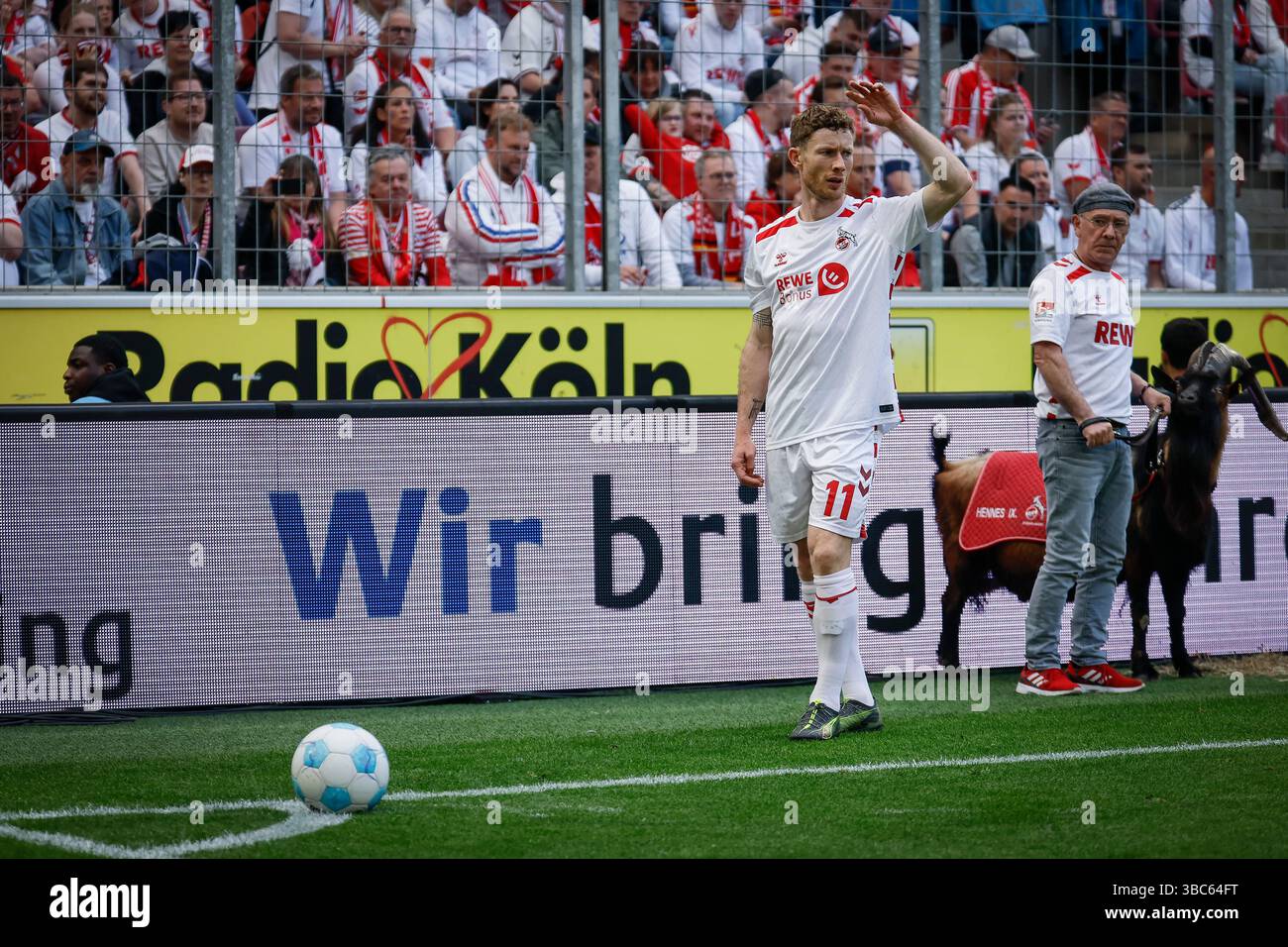 Florian Kainz (1. FC K?ln, 11) beim Eckball mit dem Gei?bock im Bild; 34. Spieltag der 2. Fu?ball-Bundesliga, 2.? ?Fu?ball Bundesliga, 1. FC K?ln - 1. FC Kaiserslautern am 18.05.2025 im RheinEnergie-Stadion in K?ln. DIE DFL-VORSCHRIFTEN VERBIETEN JEDE VERWENDUNG VON FOTOS ALS BILDSEQUENZEN UND/ODER QUASI-VIDEO. Stock Photo