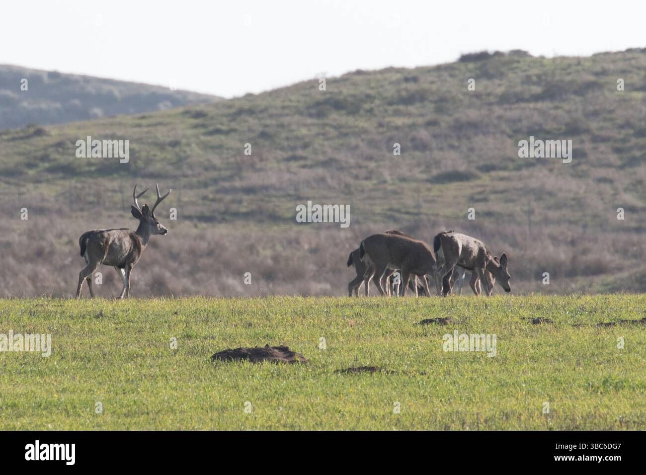 Point Reyes Ranching For the first time in 150 years, Point Reyes will be almost empty of ...