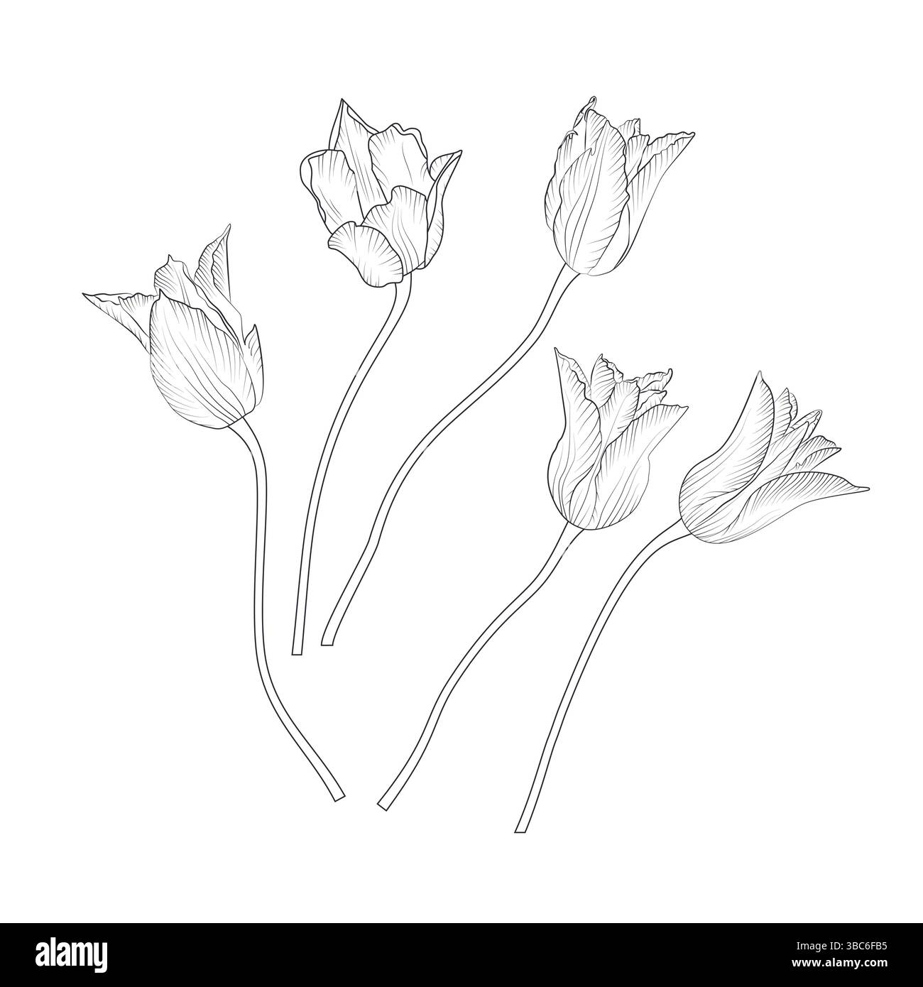 Black and white line art tulip flowers set isolated on white background ...