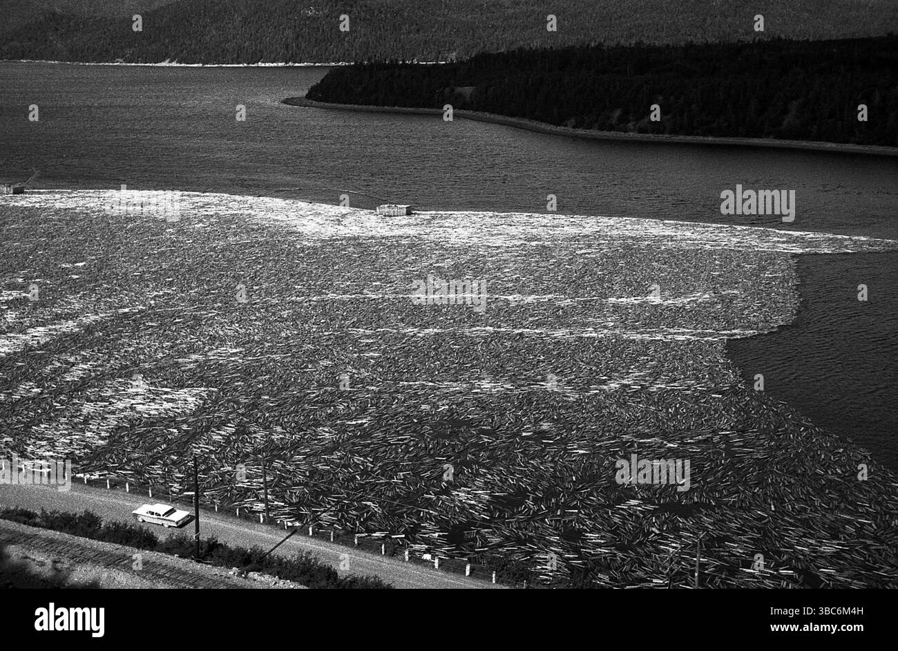 AJAXNETPHOTO. OCT, 1964. CORNER BROOK, NEWFOUNDLAND. - LOG JAM IN THE ...