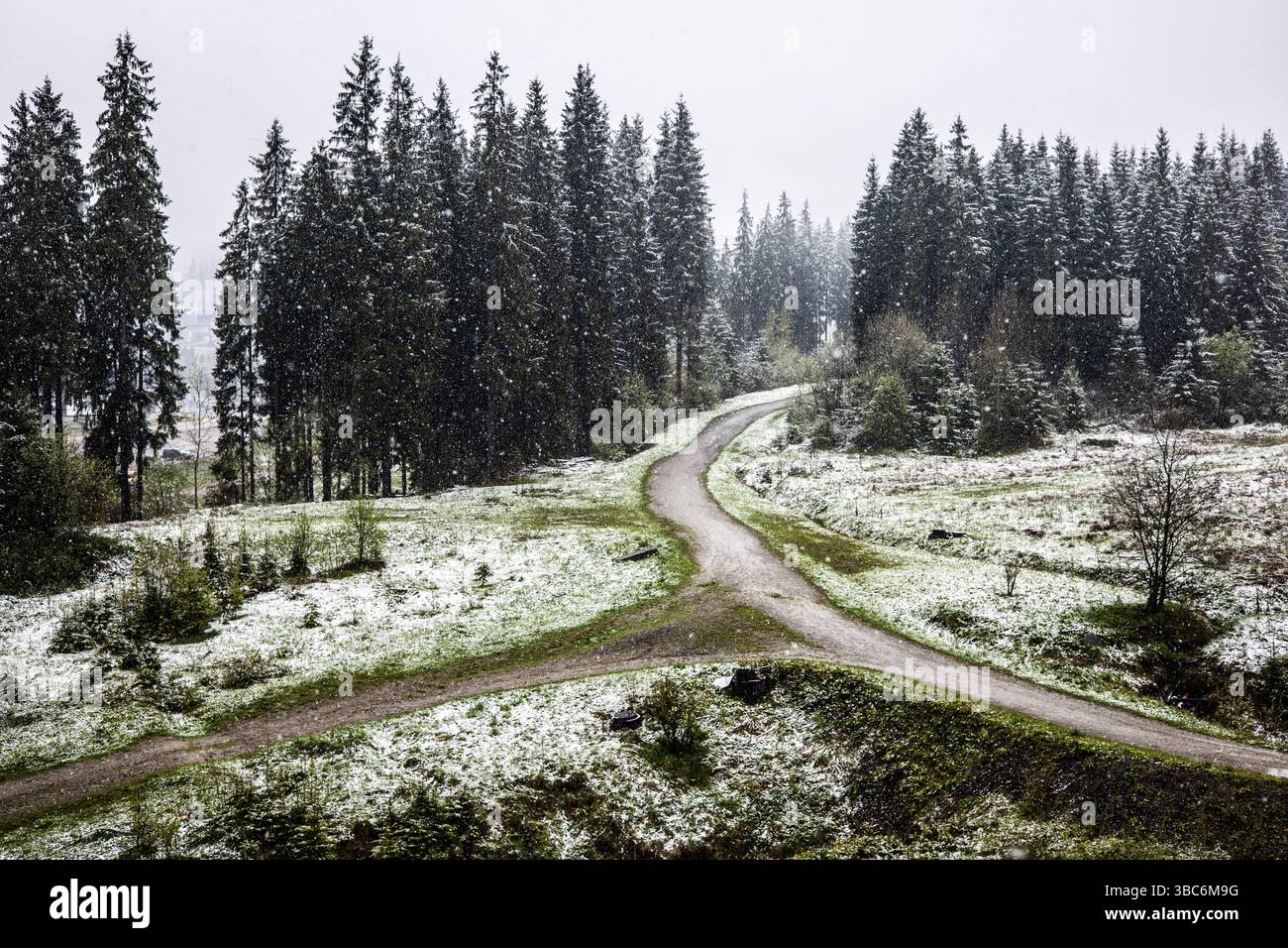 A snowy path through a forest with tall evergreens creates a beautiful ...