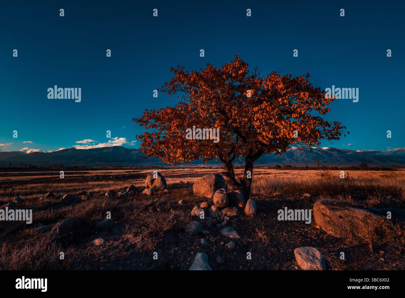 Picturesque mountain landscape with lonely tree at sunset, dramatic colors Stock Photo