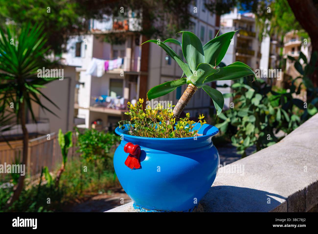 Agave plant potted hi-res stock photography and images - Alamy