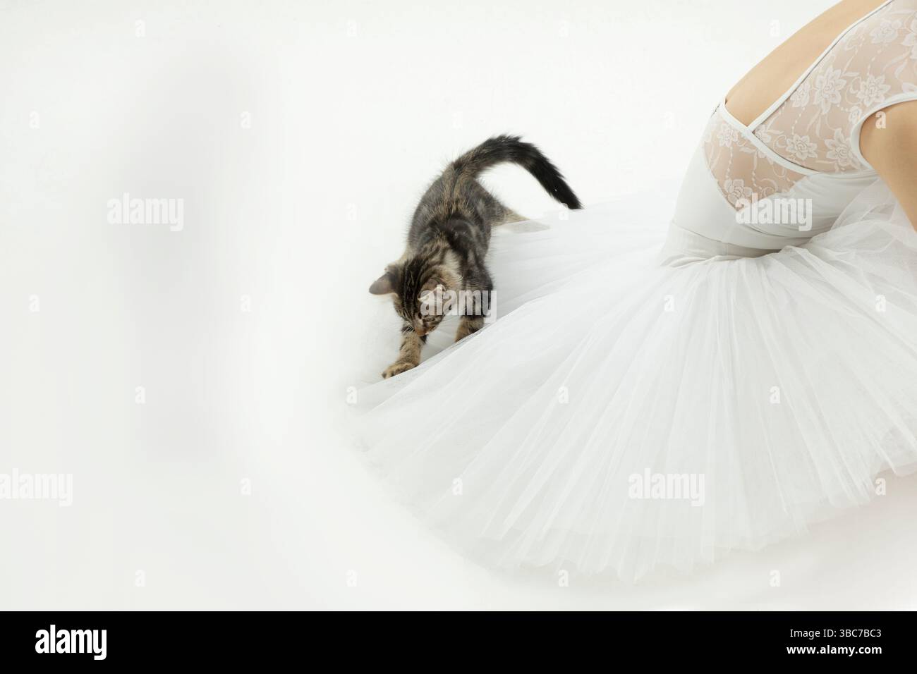A little cat is playing on a white ballet tutu Stock Photo