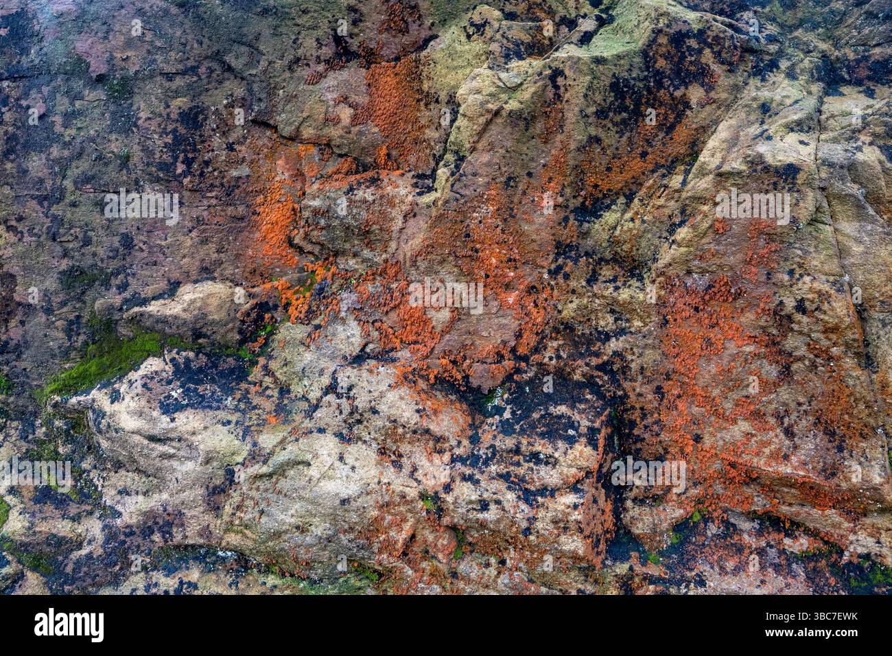 Rugged rock surfaces are covered in vibrant shades of orange, green ...