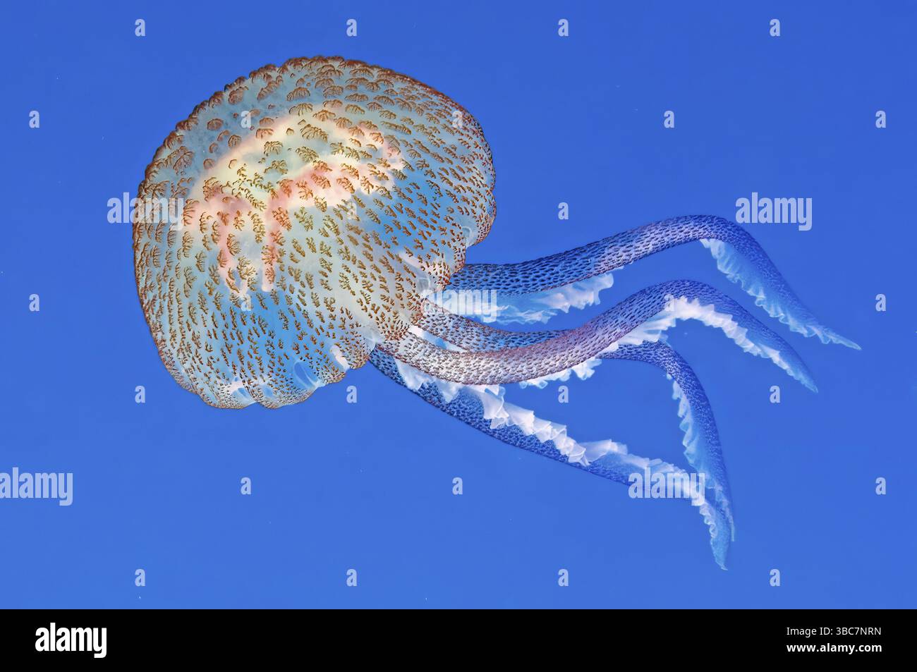 close-up-stinging-jellyfish-hi-res-stock-photography-and-images-alamy