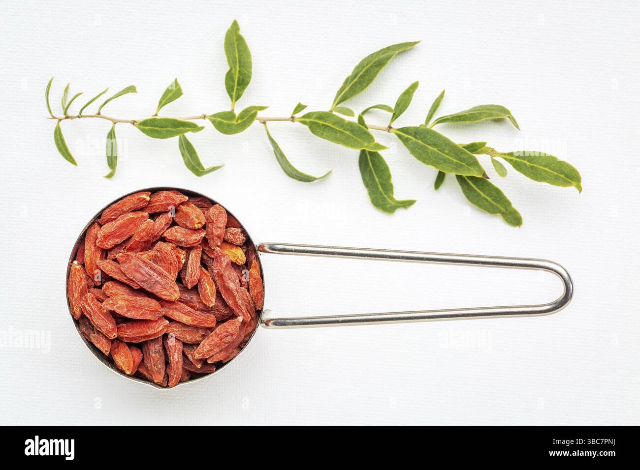 Metal measuring scoop of dried goji berries against white art canvas with a green goji bush twig Stock Photo