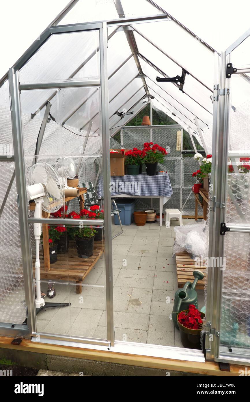 View into a backyard greenhouse/hothouse through the open door.  The walls are partially insulated with bubblewrap in preparation for winter. Stock Photo