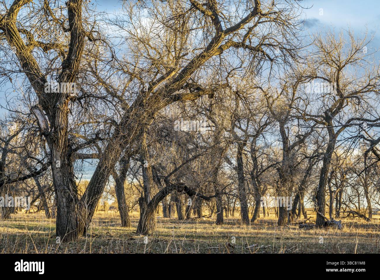 Riparian forest ans pasture along South Platte River in eastern ...