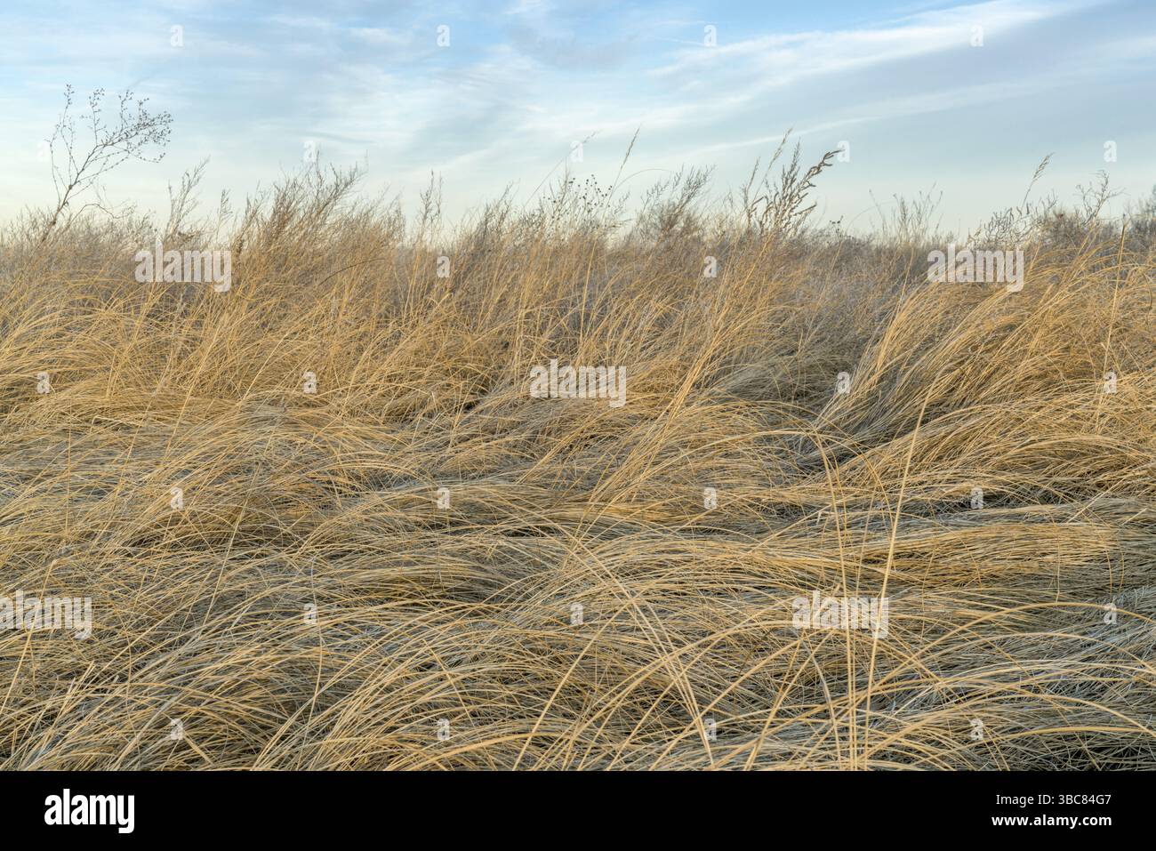 Dry tall grass hi-res stock photography and images - Alamy