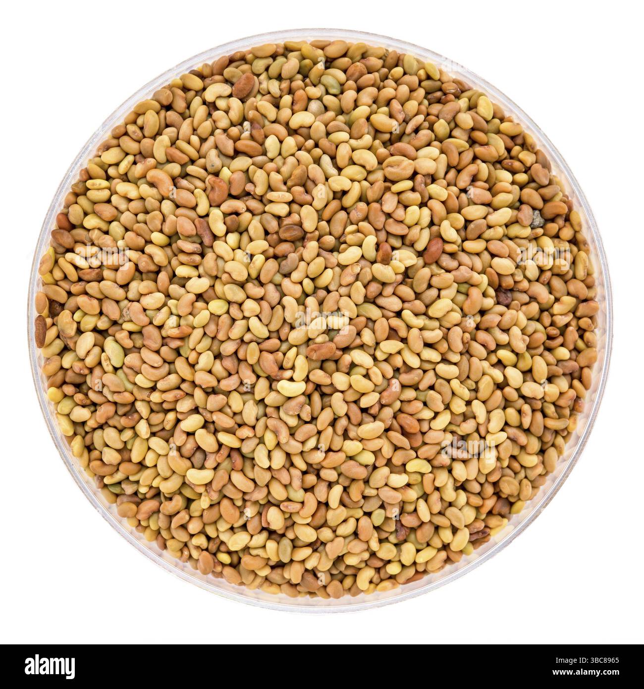Alfalfa organic sprouting seeds in a Petri dish isolated on white Stock Photo