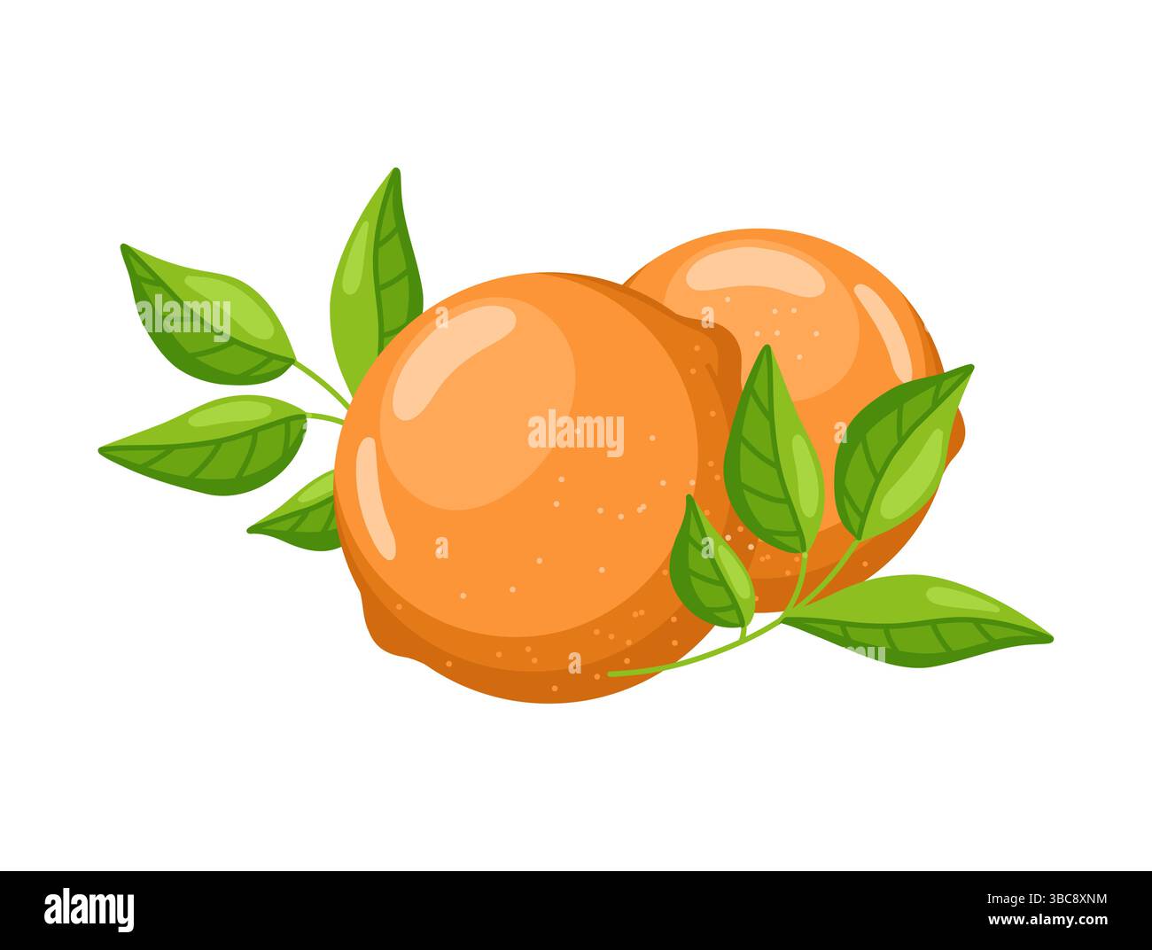 Two Whole Oranges with Green Leaves  Stock Vector