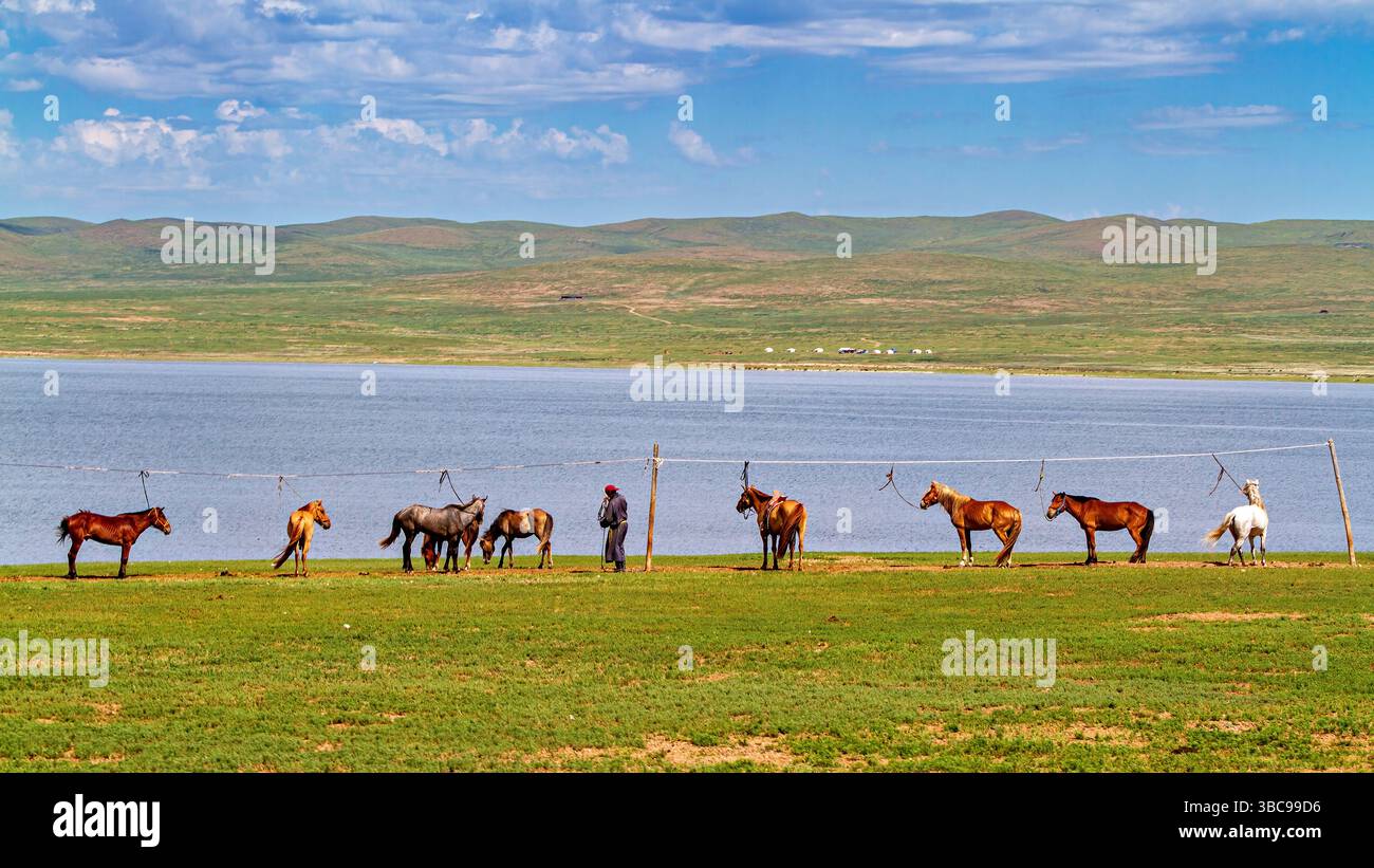 A herd of horses in the Mongolian landscape Stock Photo - Alamy