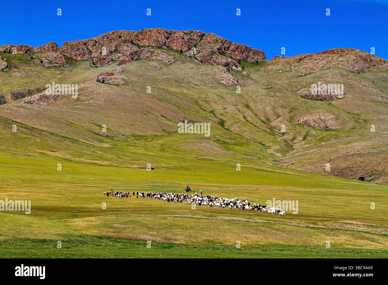 A herd of goats and sheep in the landscape of mongolia Stock Photo - Alamy