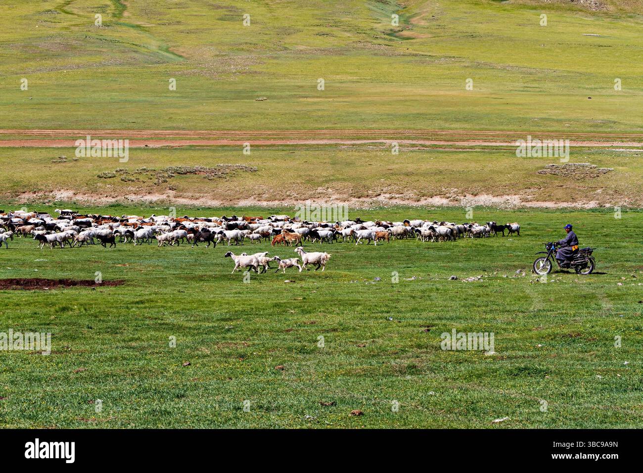 A herd of goats and sheep in the landscape of mongolia Stock Photo - Alamy