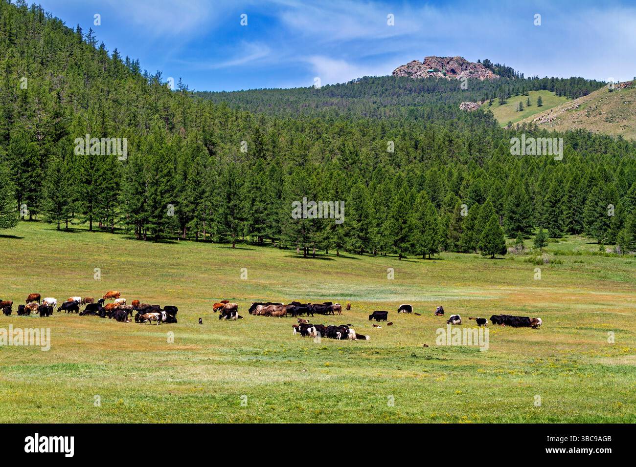 A herd of goats and sheep in the landscape of mongolia Stock Photo - Alamy