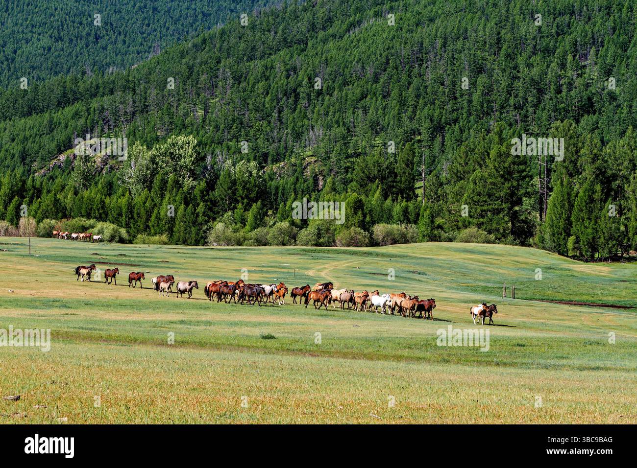 Mongolian horse horses hi-res stock photography and images - Alamy