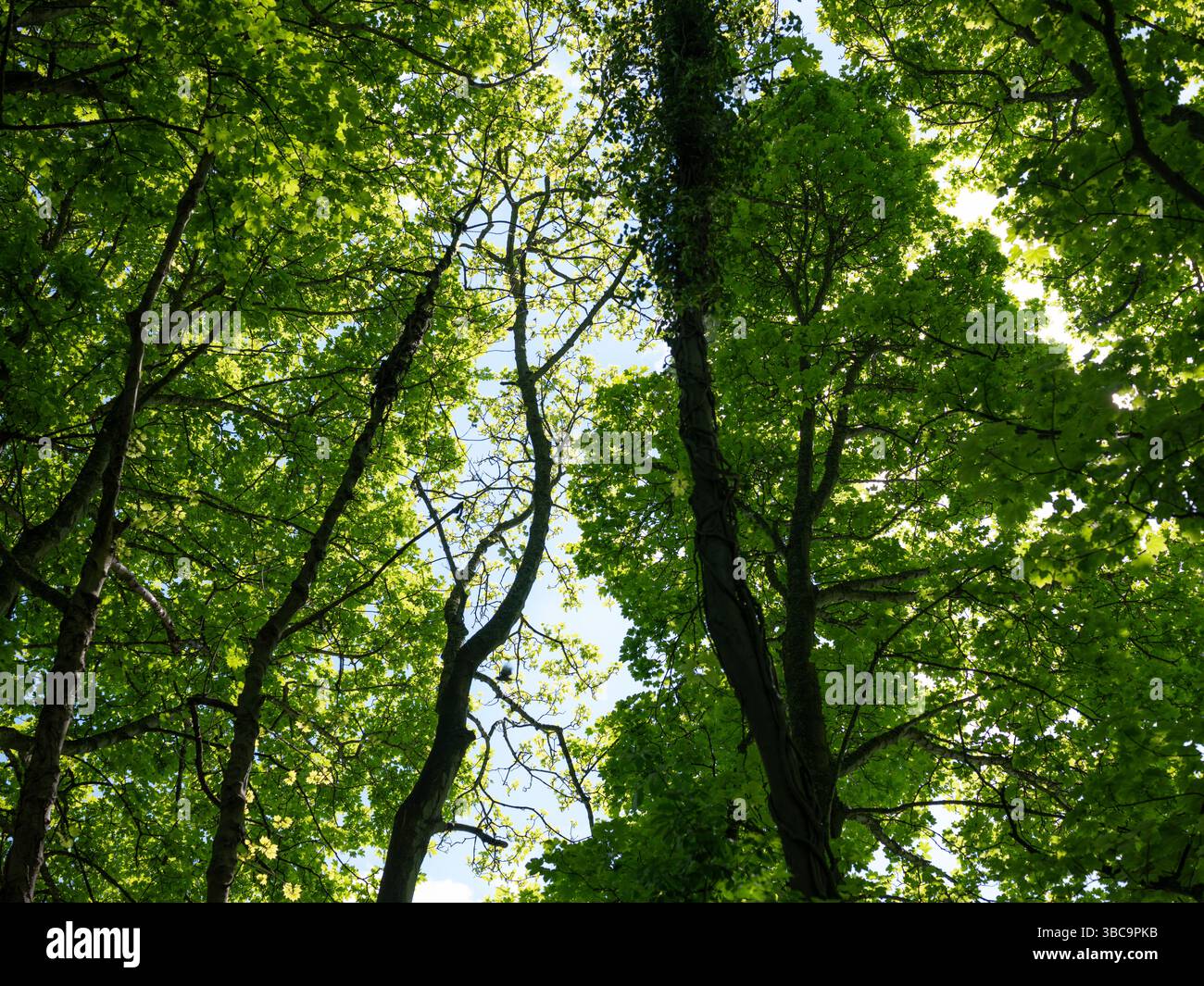 Looking up into a canopy of trees in a forest. Stock Photo