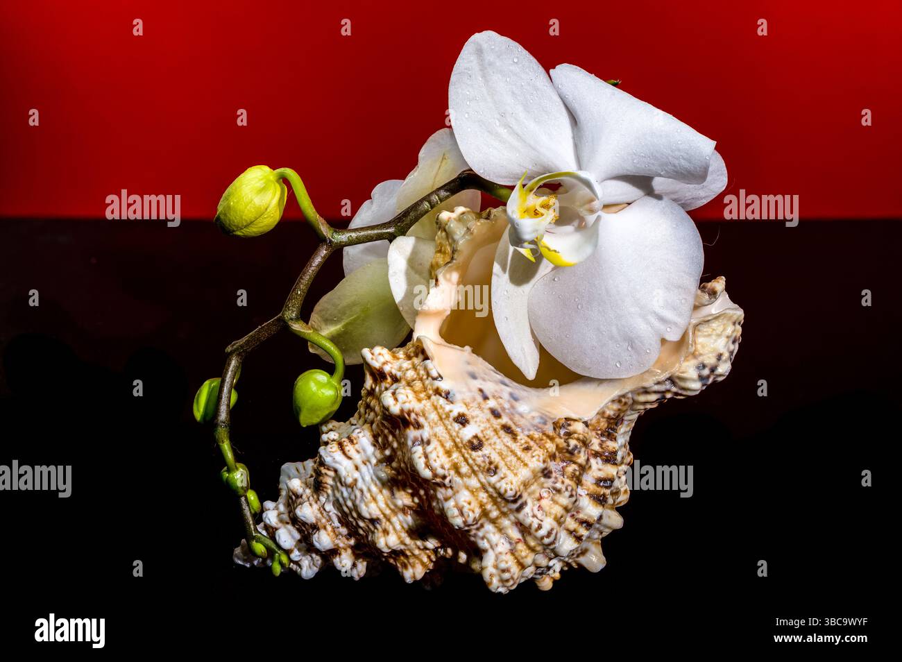 White Orchid and Seashell on Red Background Stock Photo