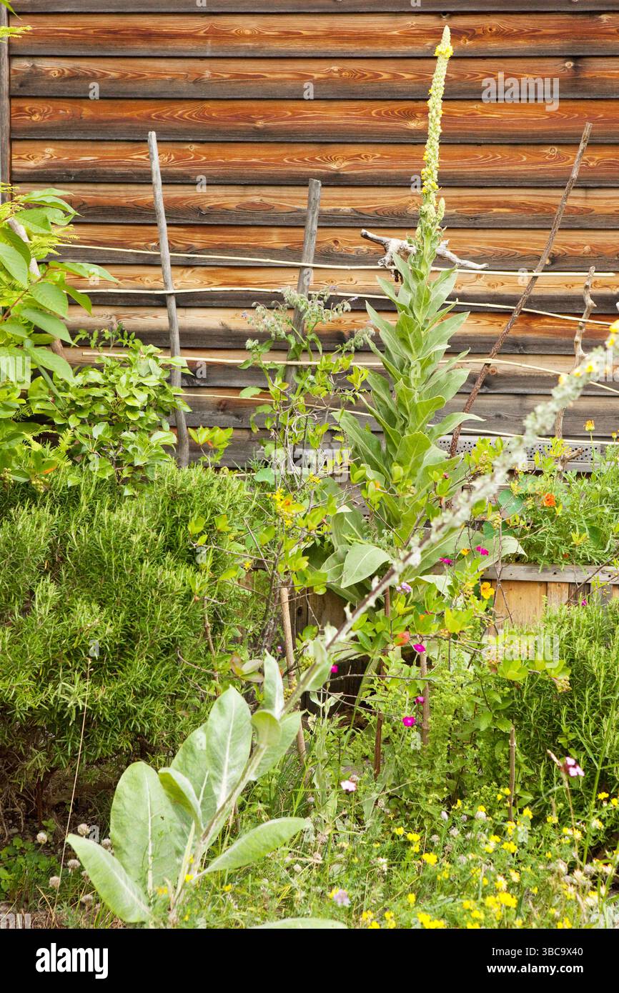 Wildlife friendly garden hi-res stock photography and images - Alamy