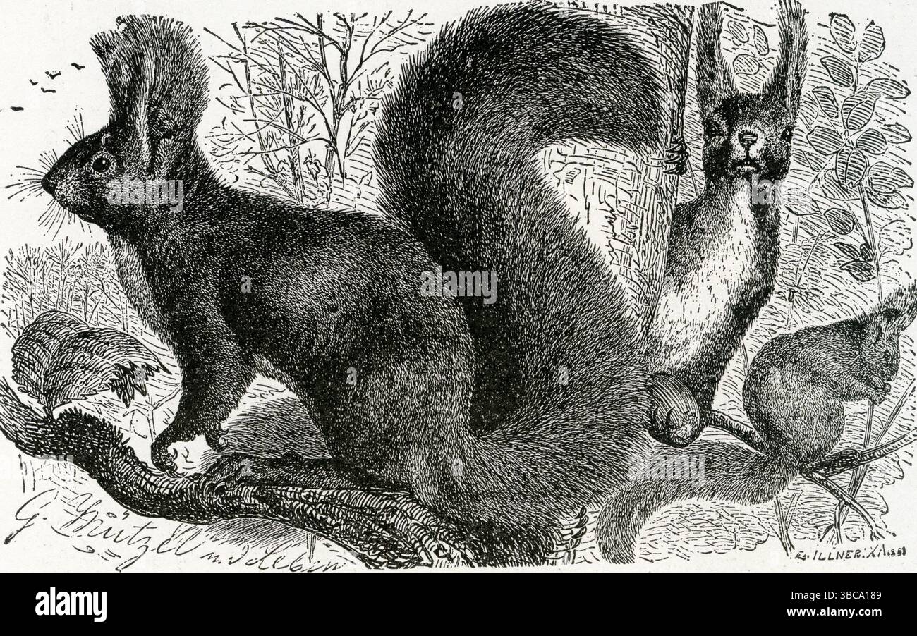 COMMON SQUIRREL ( Sciurus vulgaris ) - Eurasian Red Squirrels Foraging ...