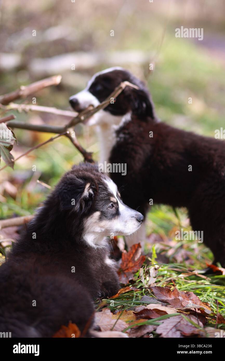 Two dogs are laying on the ground next to each other Stock Photo - Alamy