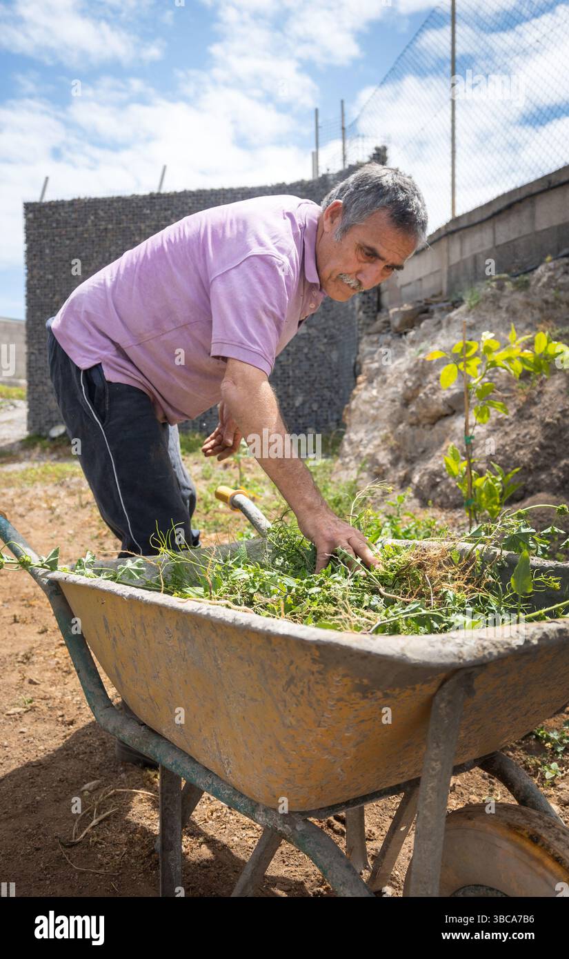 Older man in rubber boots and a purple shirt bending over to pull weeds ...