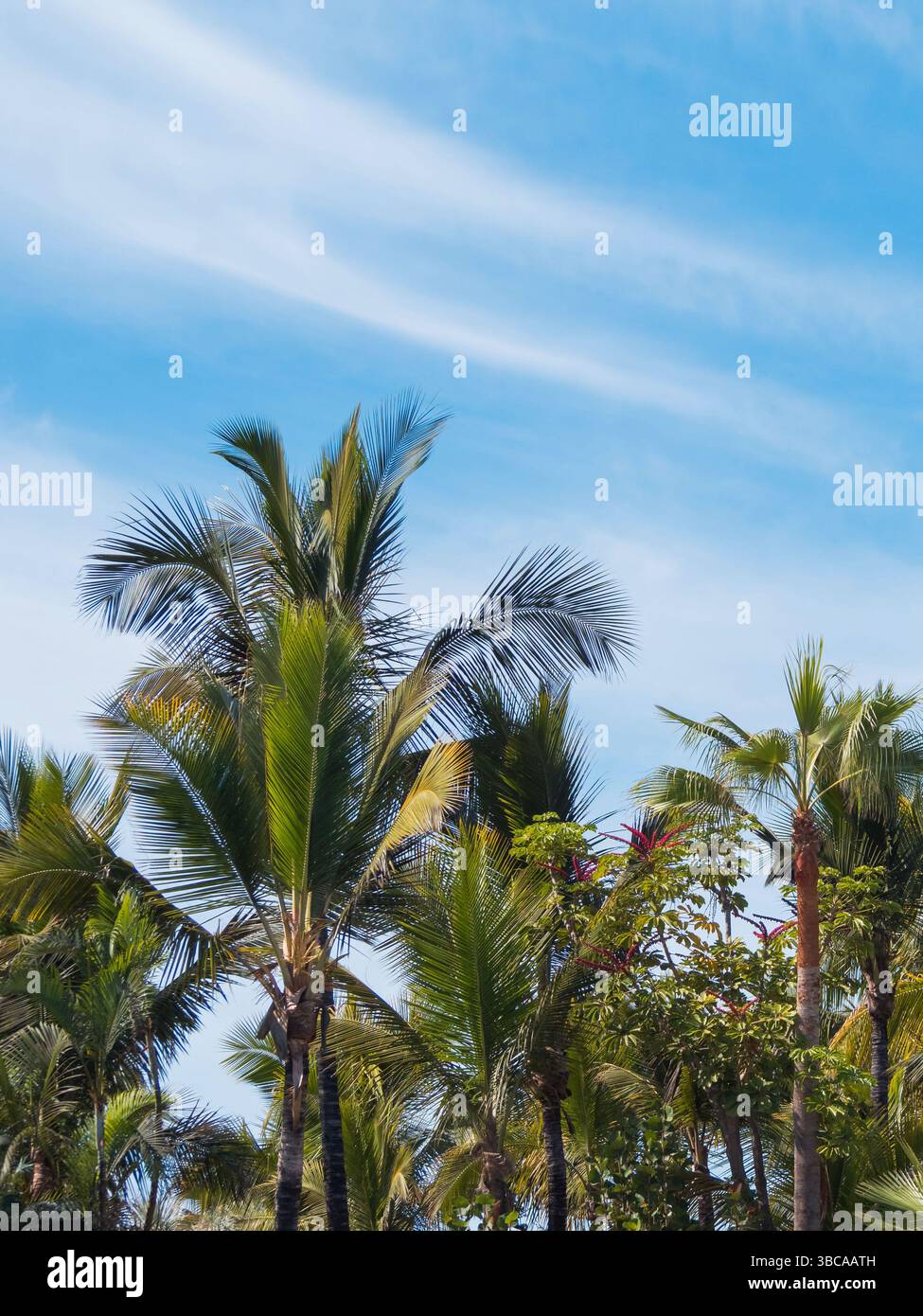 Lush green palm trees stretch towards a bright blue sky with wispy ...