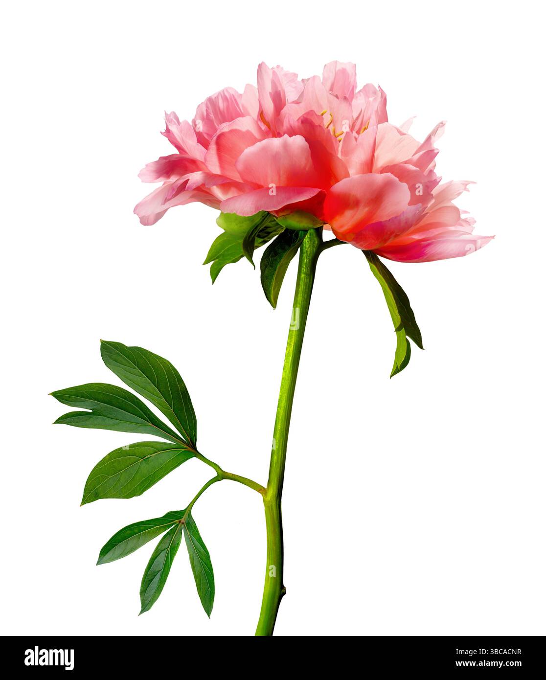 A stunningly beautiful, vibrant pink peony flower is elegantly blooming isolated against white background Stock Photo