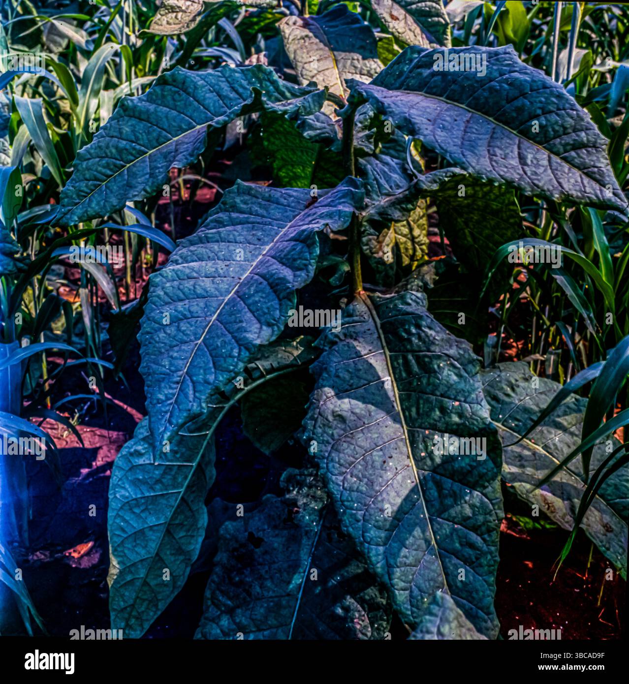huge tobacco leaf Huge cultivation of tobacco plants hi-res stock photography and images