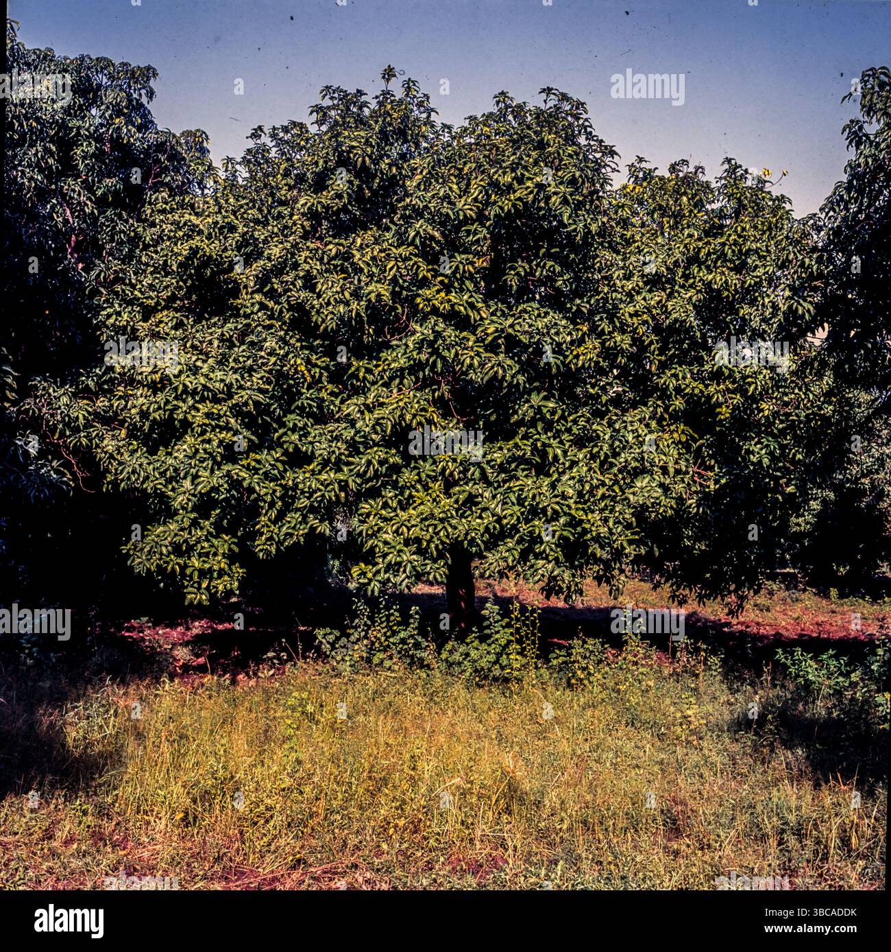 Mangifera indica, commonly known as mango, is a species of flowering ...