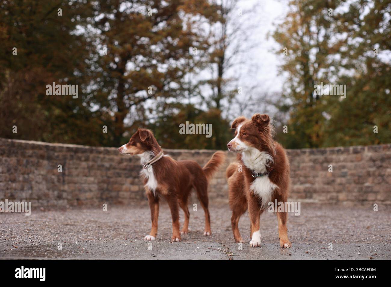 Two dogs standing next to each other in a park Stock Photo - Alamy