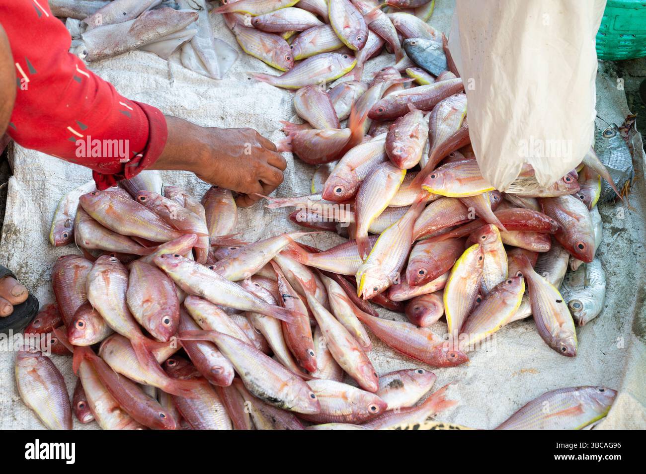 Red snapper fish, sea bream, market stall in Kochi India, fishermen ...