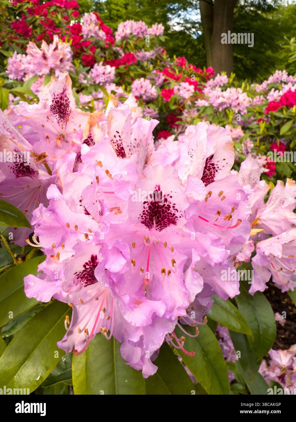 Pink rhododendron flowers with water droplets, macro shot capturing vibrant colors, delicate petals. Perfect for nature-themed designs, gardening insp - Smartphone Captured Stock Image