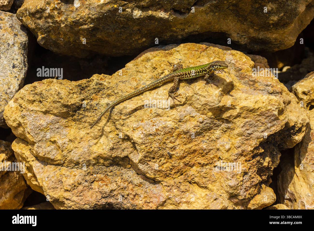 Lizard Resting on Sunlit Rocky Surface in Natural Environment Stock Photo