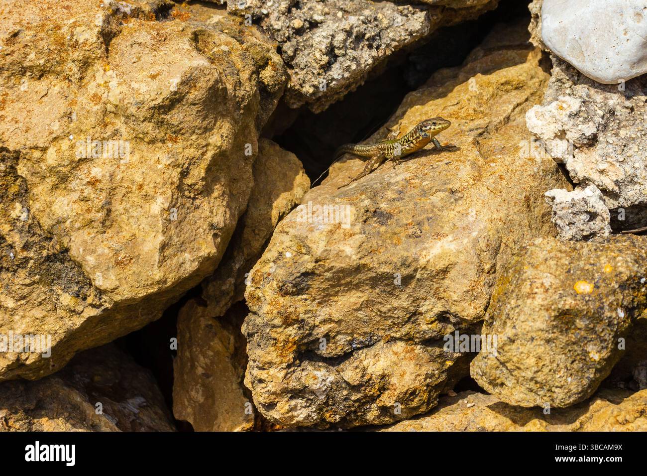 Lizard Resting on Sunlit Rocky Surface in Natural Environment Stock Photo