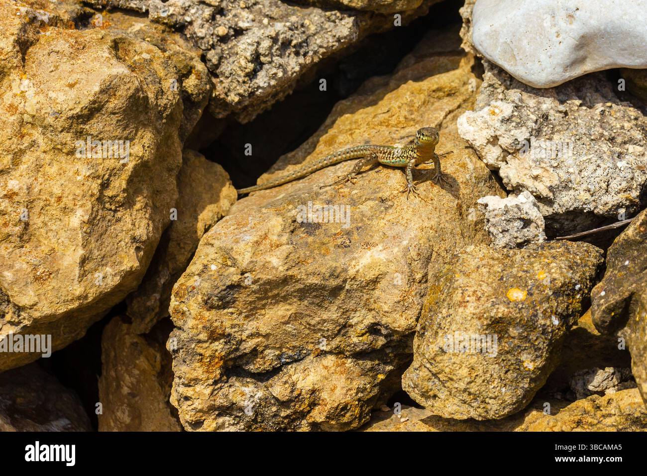 Lizard Resting on Sunlit Rocky Surface in Natural Environment Stock Photo