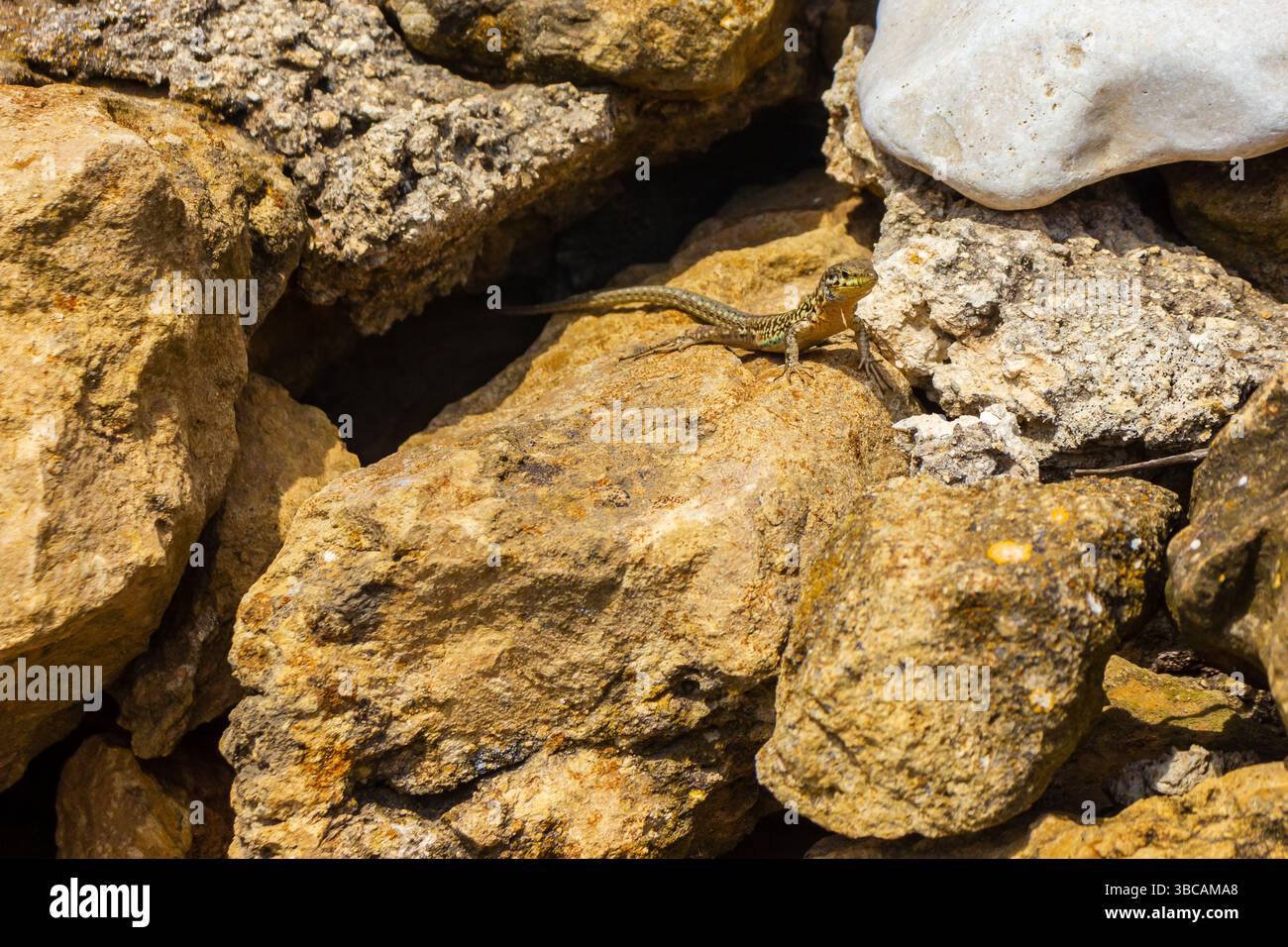 Lizard Resting on Sunlit Rocky Surface in Natural Environment Stock Photo
