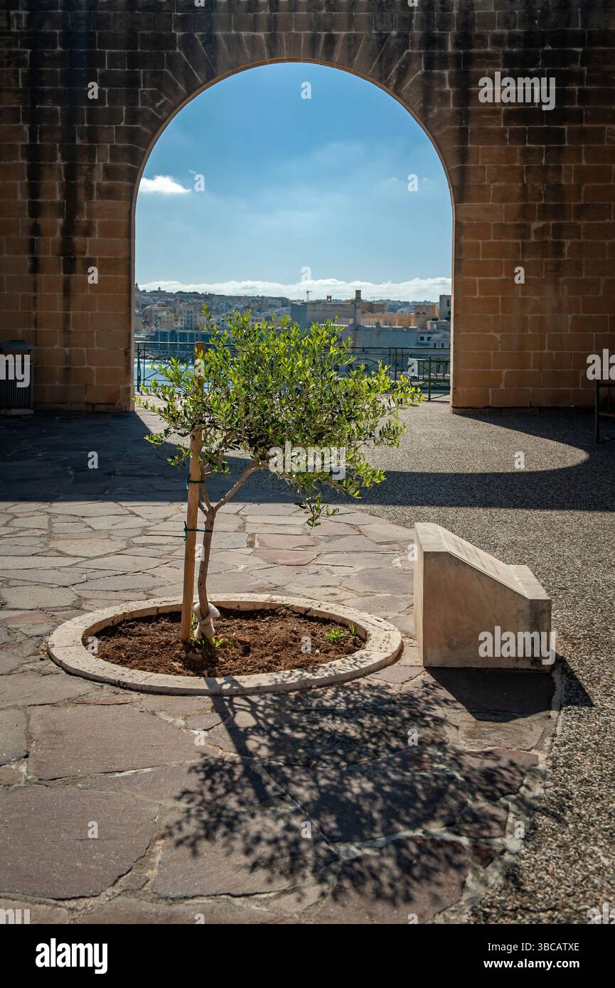 Tree planted by HRH the Duke of Gloucester to commemorate the diamond ...
