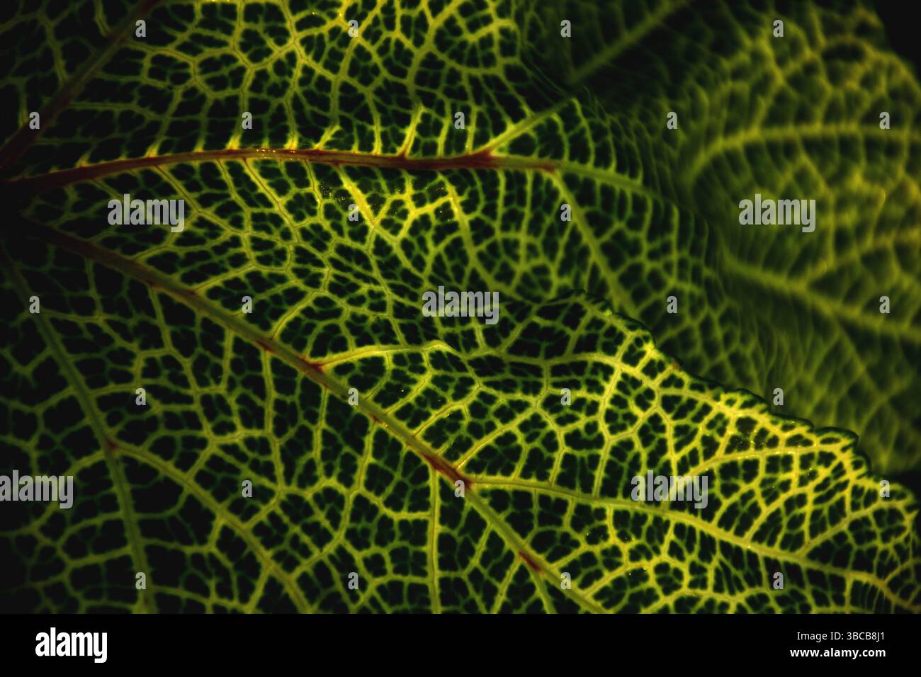 Network of intricate lines hi-res stock photography and images - Alamy