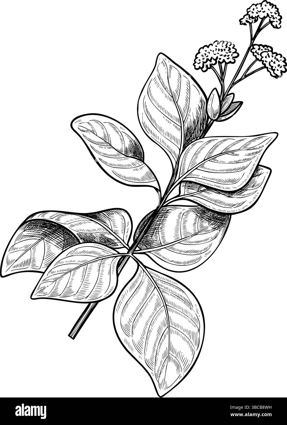 Vector illustration of Oregano in outline style. Linear engraving of aromatic plant painted by black inks. Drawing of Marjoram for cooking book or organic menu. Etching of kitchen herb. Stock Vector