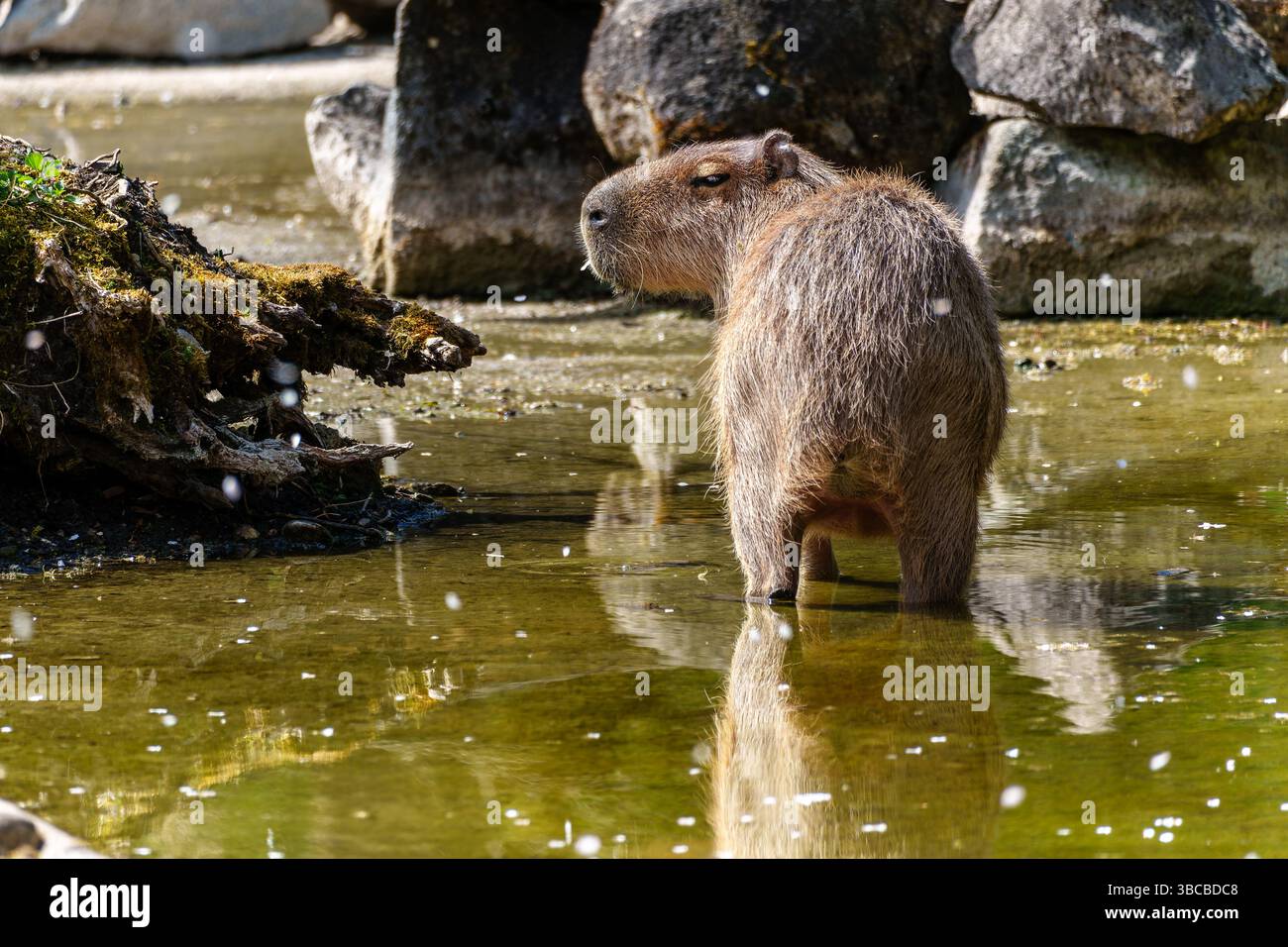 The capybara, Hydrochoerus hydrochaeris is a mammal native to South ...