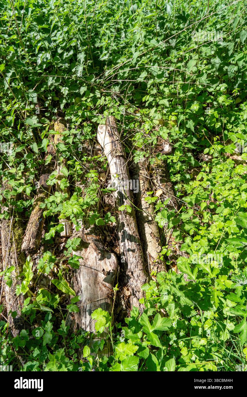 Rotting wood logs in undergrowth Stock Photo