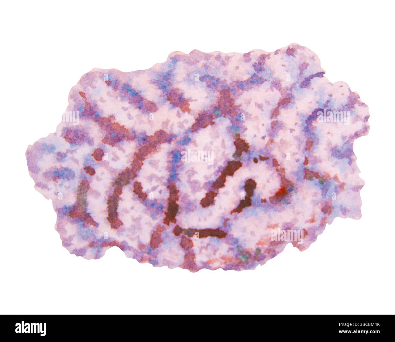 Purple and pink brain coral. Watercolor hand drawn illustration of a marine reef organism, perfect for aquarium design, ocean-themed projects Stock Photo