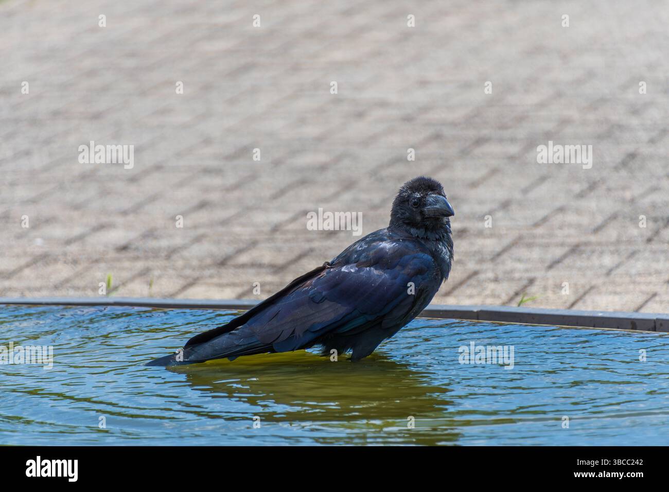 Lonely Black Crow Bathing in Urban Pool Amid Park Pavement Stock Photo ...