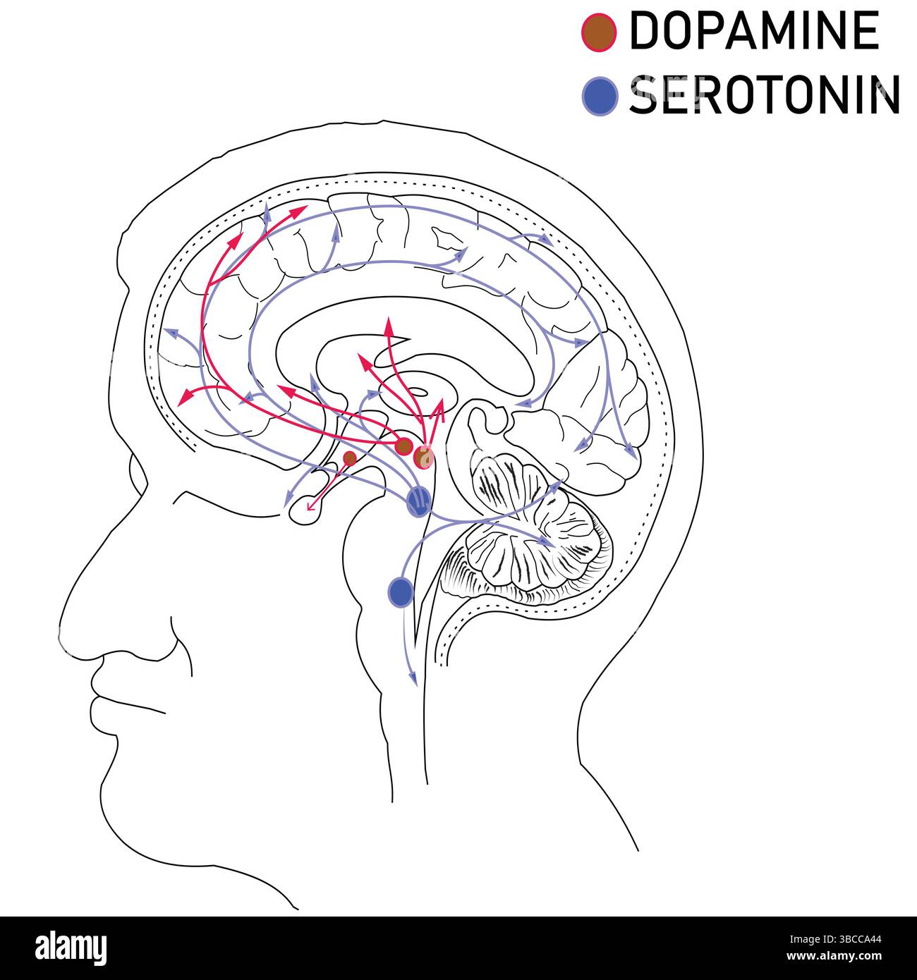 Dopamine and Serotonin Pathways in the Human Brain – Neurotransmitter Diagram for Mental Health and Neuroscience Stock Vector