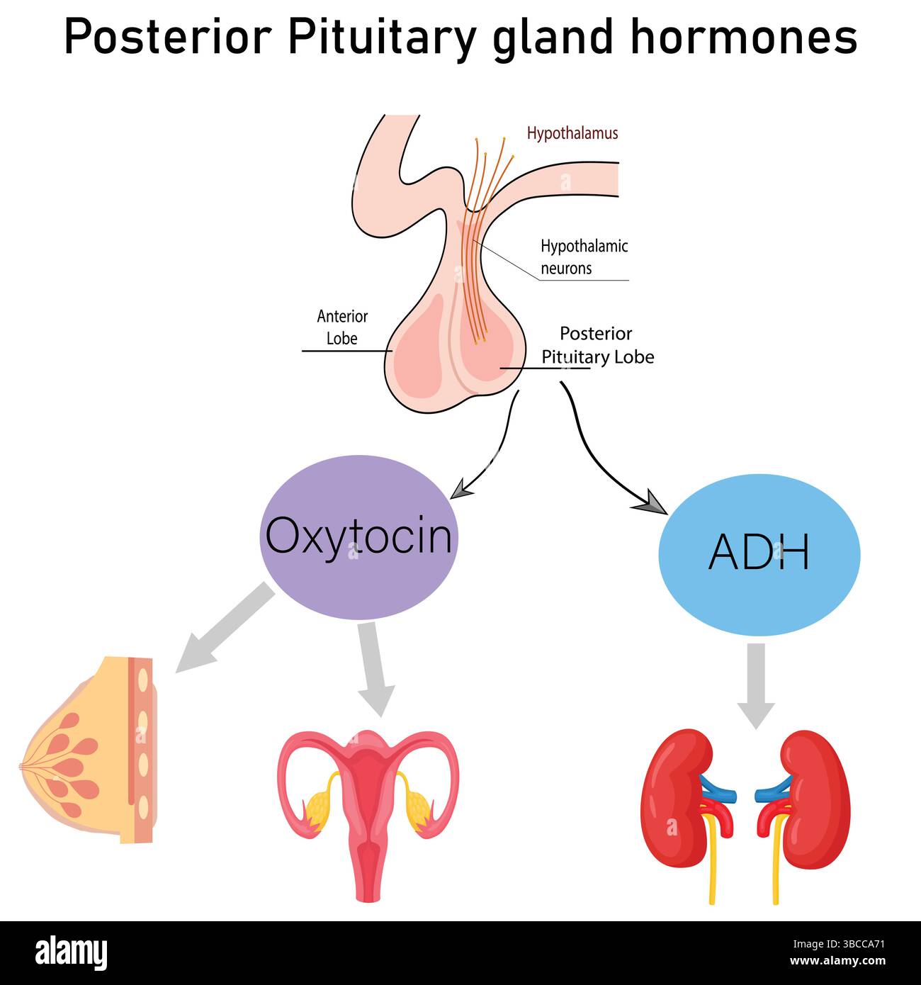 Pituitary Gland Hormones Posterior Pituitary Gland Hormones Posterior