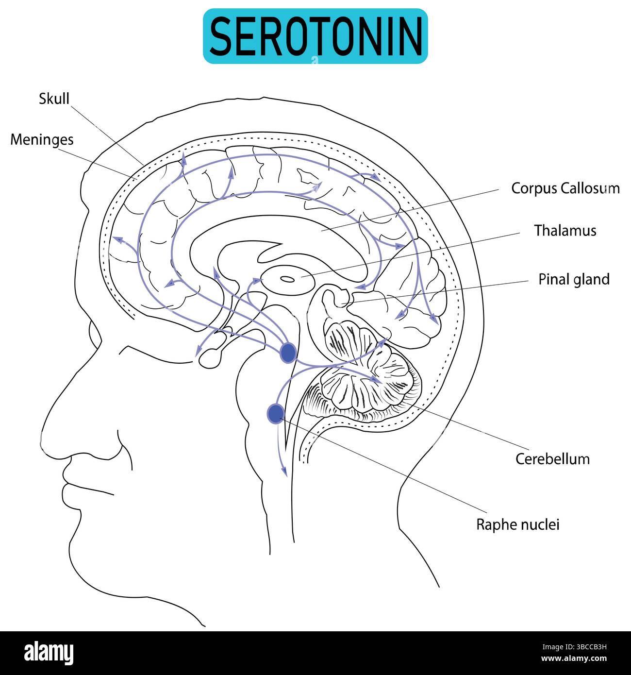 Serotonin Pathway in the Human Brain – Vector Illustration of Neurotransmission Linked to Psychiatric and Neurological Disorders Stock Vector